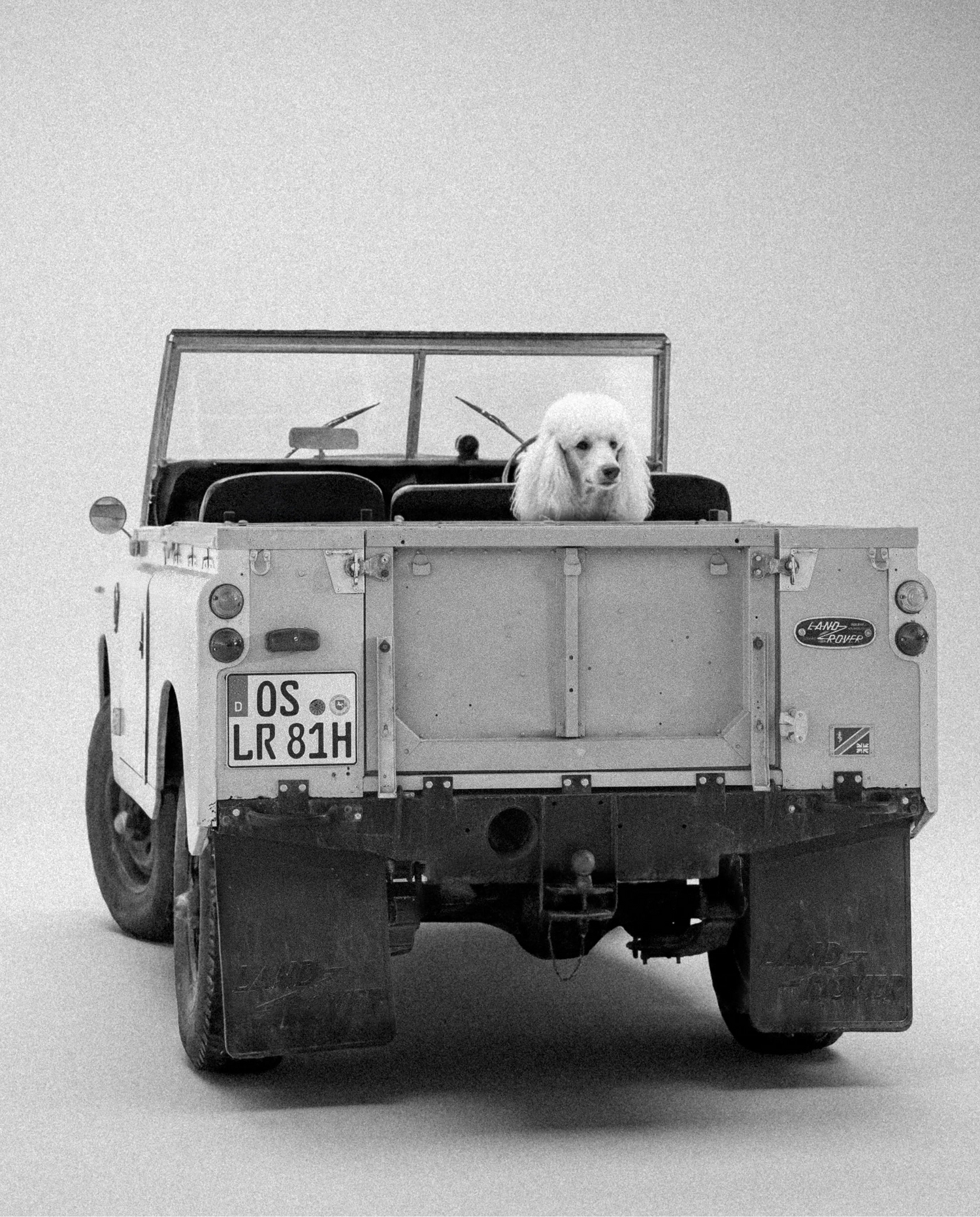 SERIES III ROYAL POODLE